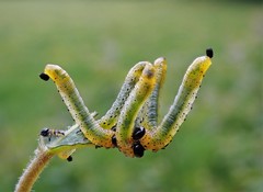 Pristiphora conjugata