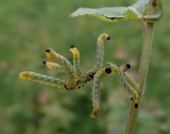 Pristiphora conjugata