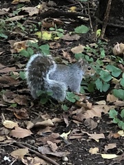 Sciurus carolinensis