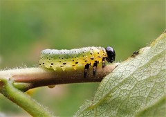 Pristiphora conjugata