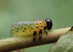Pristiphora conjugata