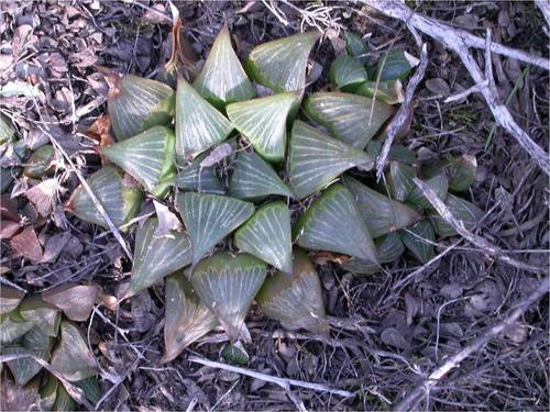 Haworthia magnifica Poelln.