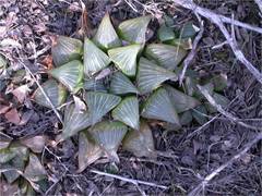 Haworthia magnifica
