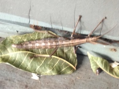 Anisomorpha ferruginea