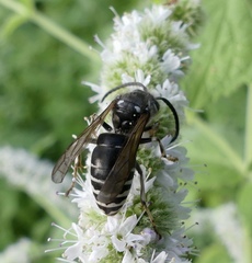 Dolichovespula arctica