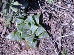 Haworthia retusa