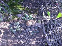 Haworthia retusa
