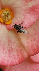 Frieseomelitta paupera