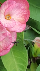 Frieseomelitta paupera