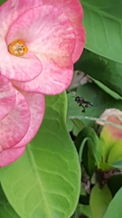 Frieseomelitta paupera