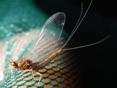 Serratella serratoides