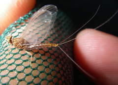 Serratella serratoides