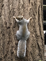 Sciurus carolinensis