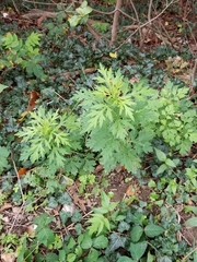 Artemisia vulgaris