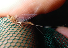 Serratella serratoides