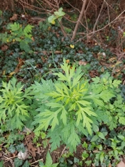 Artemisia vulgaris