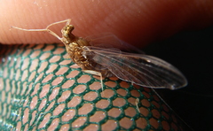 Serratella serratoides