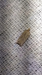 Planotortrix notophaea