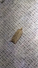 Planotortrix notophaea