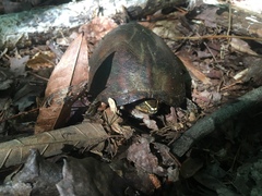 Sternotherus odoratus