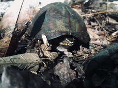 Sternotherus odoratus