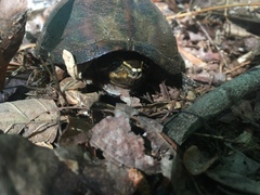Sternotherus odoratus