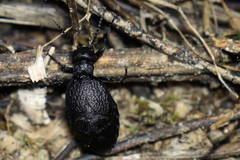Meloe mediterraneus