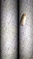 Planotortrix notophaea