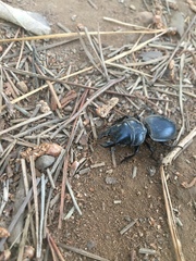 Pachyodontus languidus