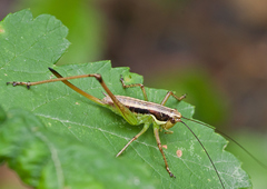 Pachytrachis gracilis