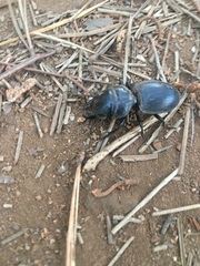 Pachyodontus languidus