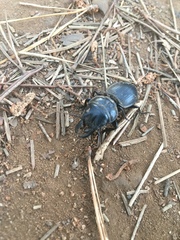 Pachyodontus languidus