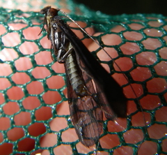 Mystacides sepulchralis