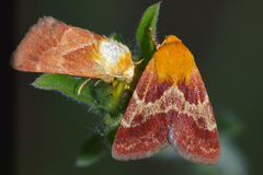 Schinia varix