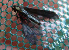 Mystacides sepulchralis