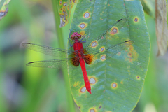 Erythrodiplax castanea