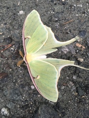 Actias luna
