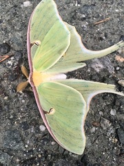 Actias luna