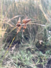 Juncus roemerianus