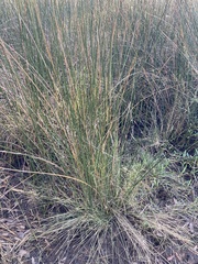 Juncus roemerianus
