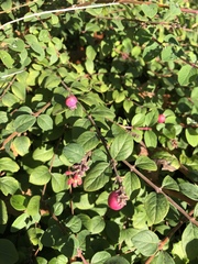 Symphoricarpos × chenaultii
