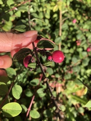 Symphoricarpos × chenaultii