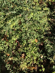 Symphoricarpos × chenaultii