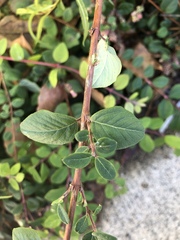 Symphoricarpos × chenaultii
