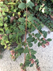 Symphoricarpos × chenaultii