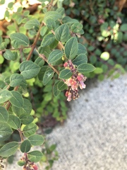Symphoricarpos × chenaultii