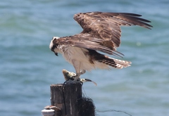 Sebastes serranoides