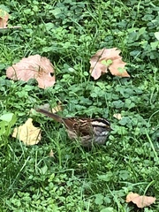 Zonotrichia albicollis