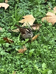 Zonotrichia albicollis