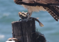 Sebastes serranoides